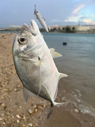 ガーラの釣果