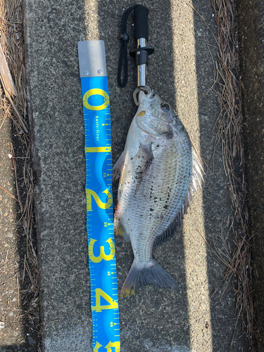 チヌの釣果