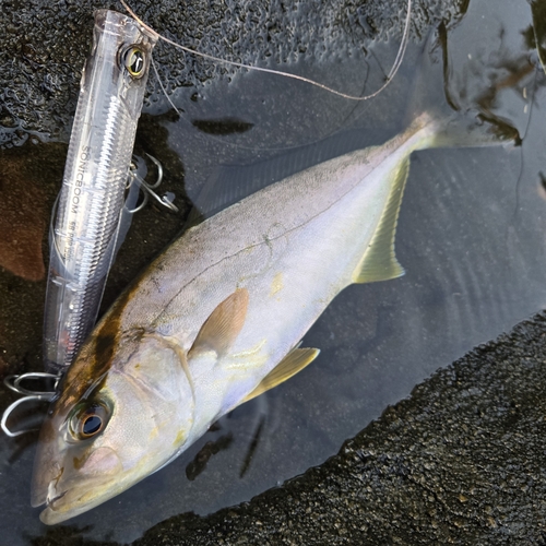 ショゴの釣果