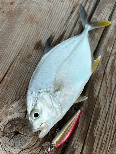 メッキの釣果