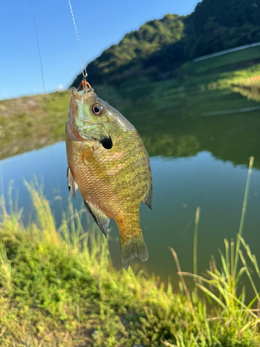 ブルーギルの釣果