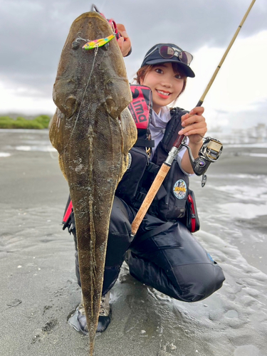 マゴチの釣果