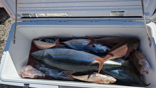 カツオの釣果