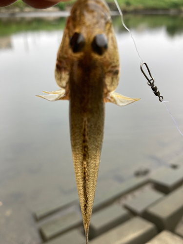 ハゼの釣果