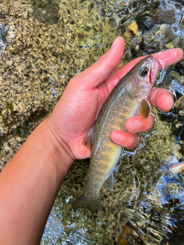 ニッコウイワナの釣果