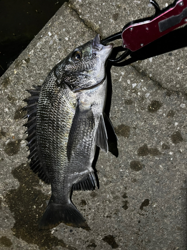 チヌの釣果