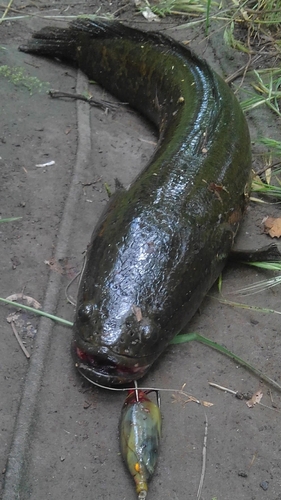 ライギョの釣果