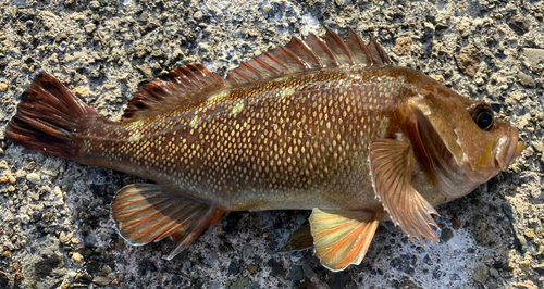 ガヤの釣果