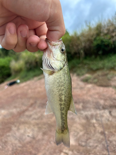 ラージマウスバスの釣果