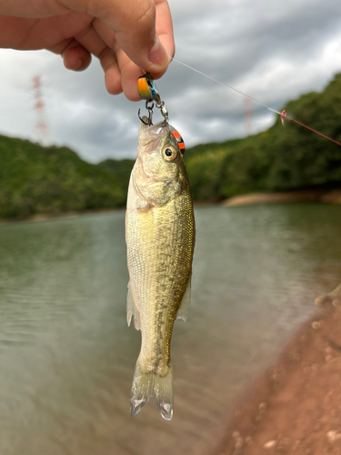 ラージマウスバスの釣果