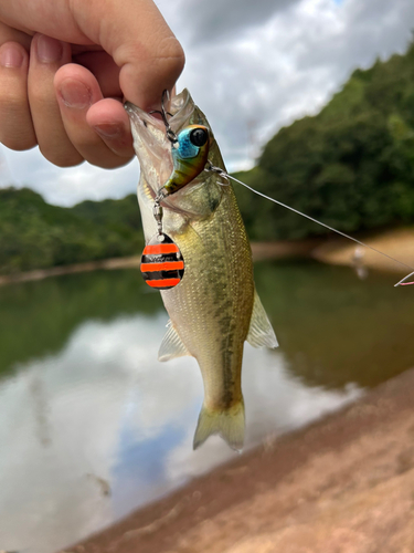 ラージマウスバスの釣果