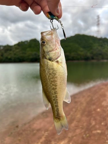 ラージマウスバスの釣果