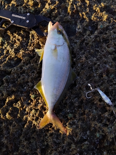 ショゴの釣果