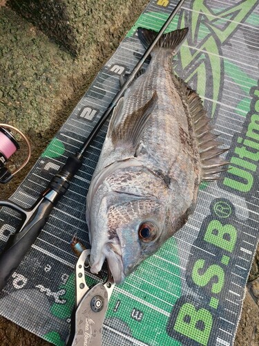 チヌの釣果