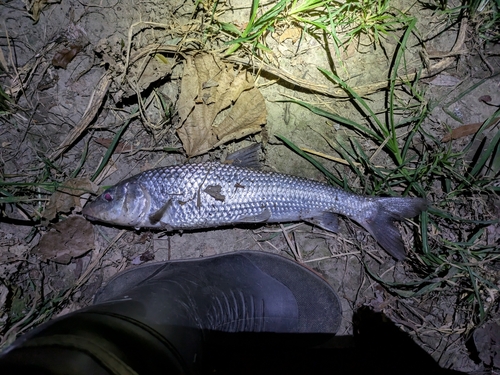 ニゴイの釣果