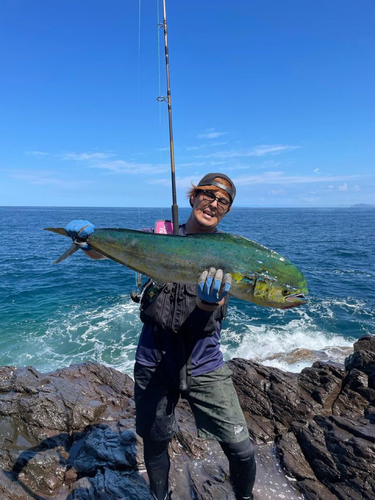 シイラの釣果