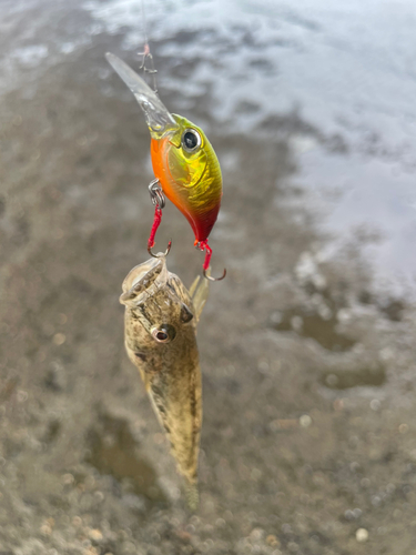 ハゼの釣果