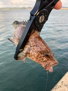 オオモンハタの釣果