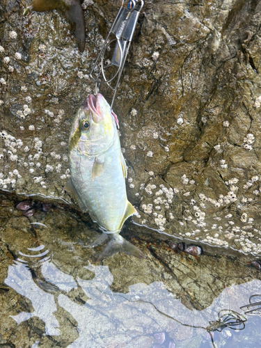 ネリゴの釣果