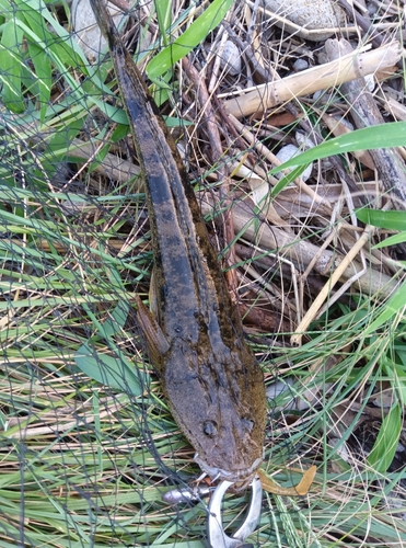 鴨池海づり公園