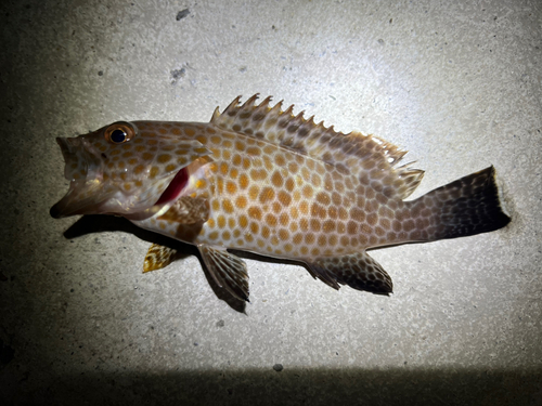 オオモンハタの釣果