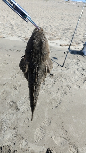 マゴチの釣果