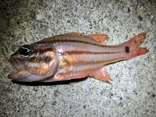 オオスジイシモチの釣果