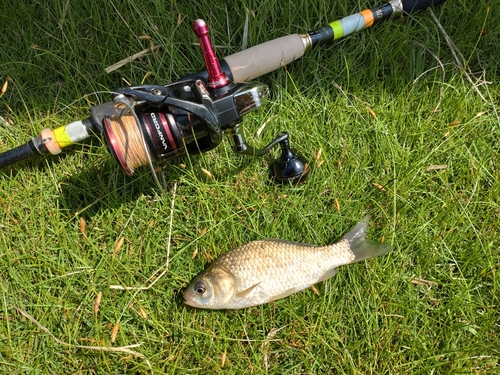 フナの釣果