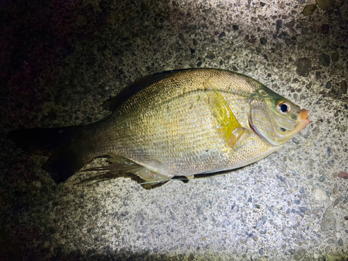 ウミタナゴの釣果