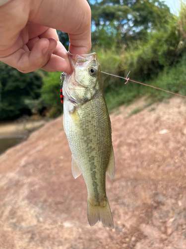 ラージマウスバスの釣果