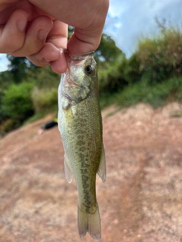 ラージマウスバスの釣果