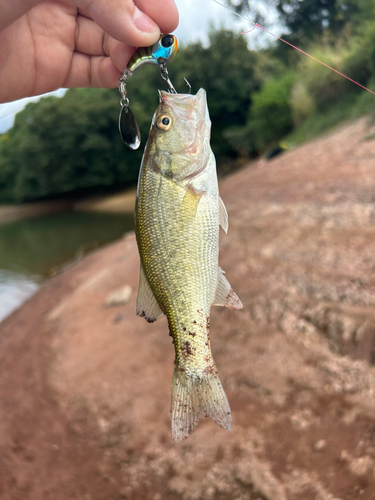 ラージマウスバスの釣果