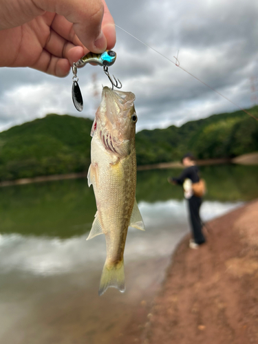 ラージマウスバスの釣果