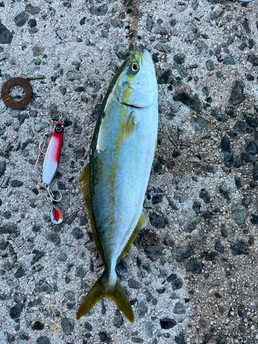 ツバスの釣果