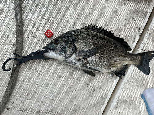 クロダイの釣果