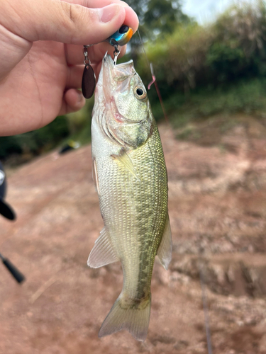 ラージマウスバスの釣果