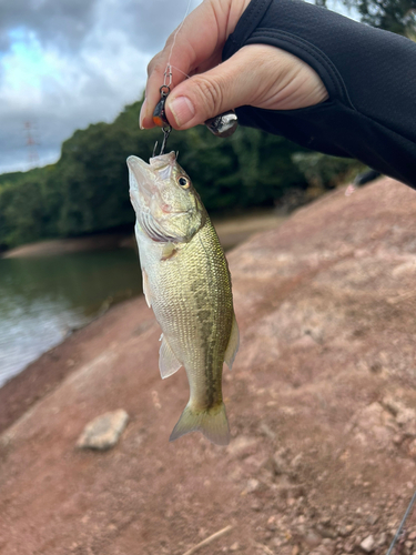 ラージマウスバスの釣果