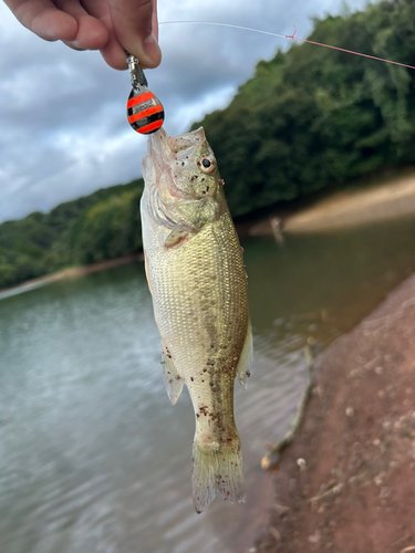 ラージマウスバスの釣果