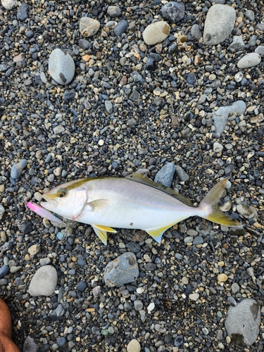 ショゴの釣果