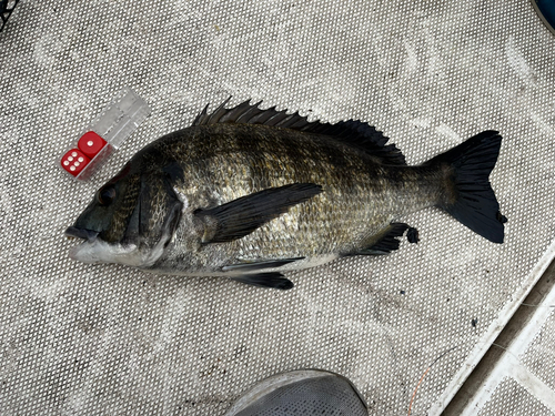 クロダイの釣果