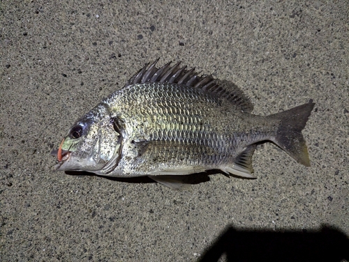 キビレの釣果