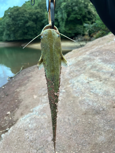 マナマズの釣果