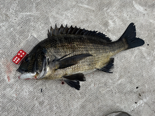 クロダイの釣果