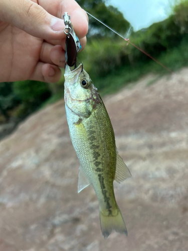 ラージマウスバスの釣果