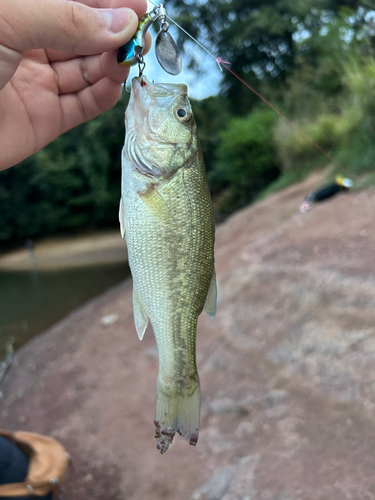 ラージマウスバスの釣果