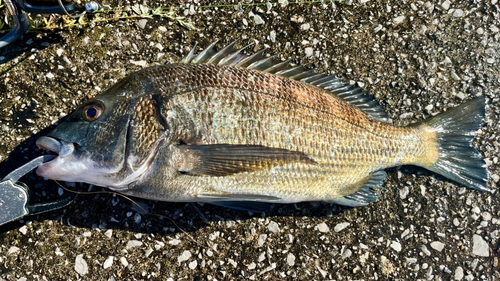 クロダイの釣果