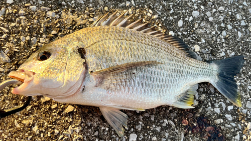 キビレの釣果