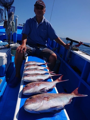 マダイの釣果