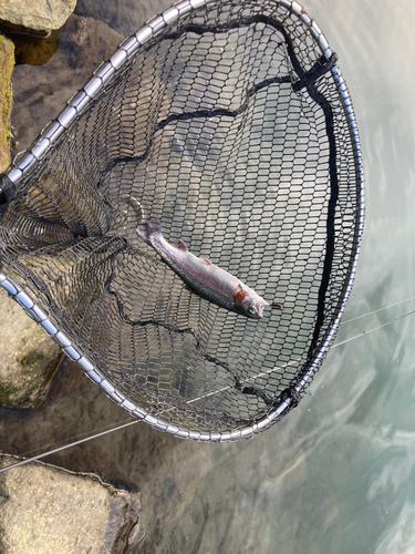 ニジマスの釣果