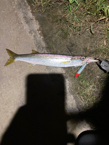 カマスの釣果